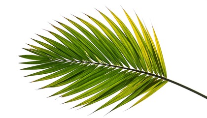 Fototapeta premium A single green palm frond with a white background.
