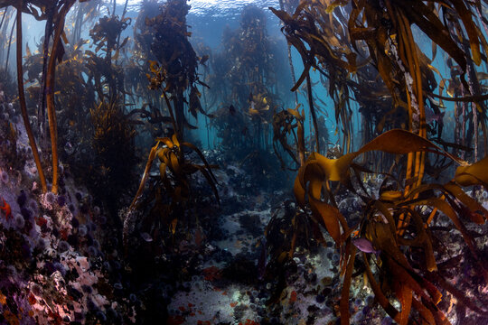 A wide-angle seascape of a large kelp forest underwater, inviting you in with clear, cold water