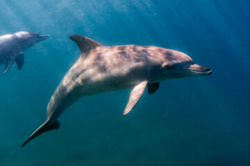 Bottlenosed dolphin underwater, close-up, looking at the camera with sunrays shining into the water © MWolf Images