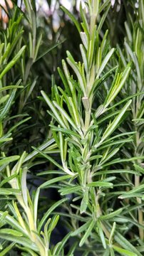 Slow pan shot from left to right across vibrant green rosemary plants. High-quality 4K footage of aromatic herbs, organic farming, healthy ingredient, and home garden background.