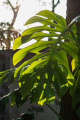 Lush green monstera leaf urban garden natural light close-up botanical beauty © M21Perfect