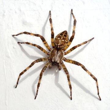 A large spider with brown and yellow markings on a white wall
