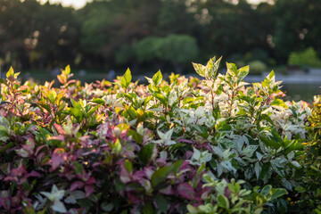 Fototapeta premium Vibrant plant growth in sunset park nature lush environment close-up view