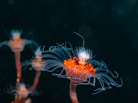 Macro close-up image of a Tubular hydroid polyp (Tubularia warreni) underwater with a dark background