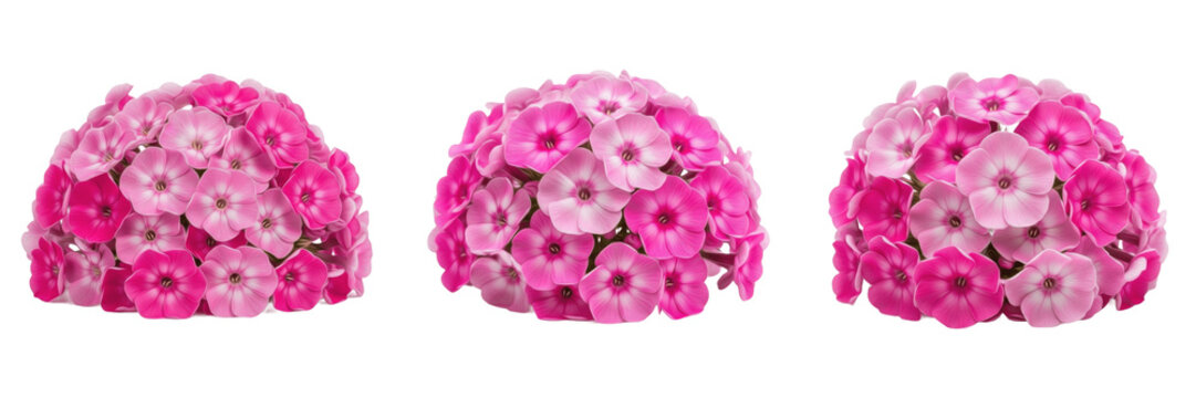 Three vibrant pink phlox paniculata flower clusters with delicate blossoms isolated on white background set.