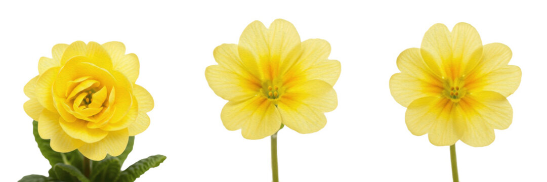 Three vibrant yellow primrose flowers with delicate notched petals isolated on a clean white background.