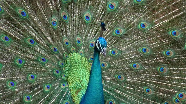 Close up shot of a majestic male Indian peafowl (Pavo cristatus) displays its vibrant, iridescent blue and green plumage, raises its tail into a fan to attract mates during mating season.