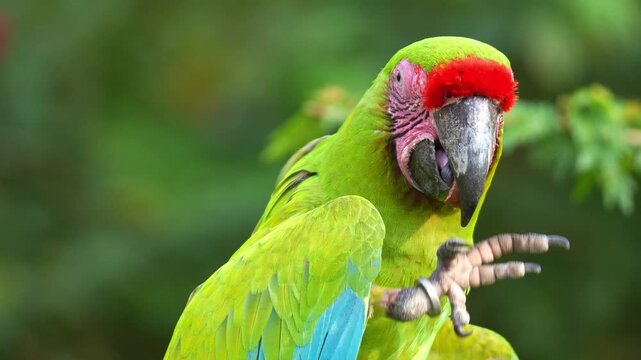 Close up shot of a Great Green Macaw (ara ambiguus) grips a nut in its claw, cracks open the shell with its bill, and feeds on it.