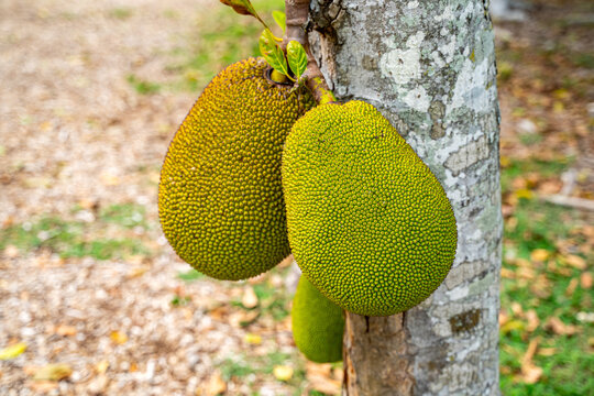 Jackfruit tree full of large fruits on branches, Florida