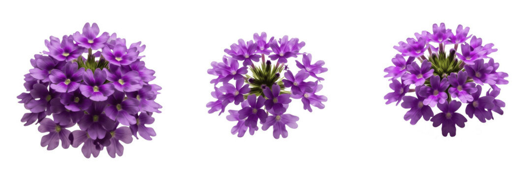 Three vibrant purple verbena flower clusters with tiny blossoms isolated on a clean white background.