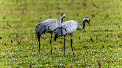 Fototapeta premium zwei Kraniche auf einer grünen Wiese
