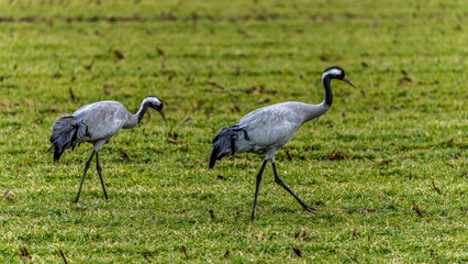 Fototapeta premium zwei Kraniche auf einer grünen Wiese