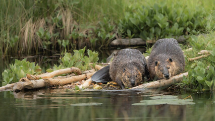 Fototapeta premium Two beavers feeding by water in lush green wetland, natural wildlife scene