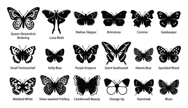 Collection of various butterfly and moth species silhouettes providing a comprehensive visual guide for educational materials and biology reference illustrating diverse insect fauna for