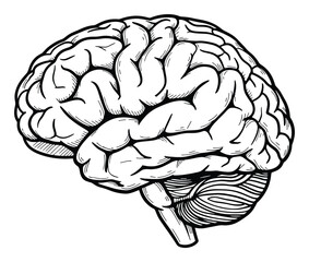 Fototapeta premium Anatomical representation of the human brain showcasing its intricate folds and structures, perfect for medical education, scientific research, and health awareness content.