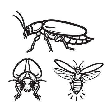 Firefly Lightning Bug Glow Tail Three View Bold Line Art Vector Design