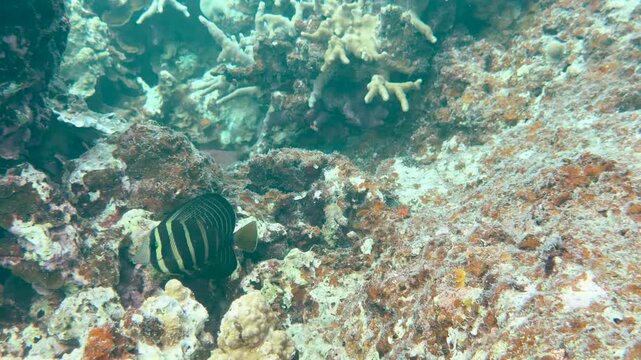 Sailfin Tang Swimming Over a Coral Reef in Palau