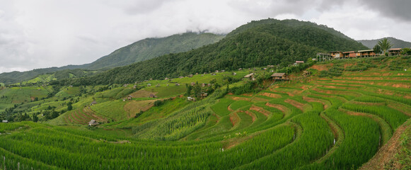 Fototapeta premium ecology travel with camping outdoor relax in rice field at chiangmai thailand in raining season