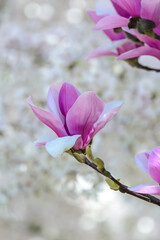 Fototapeta premium magnolia tree blossom
