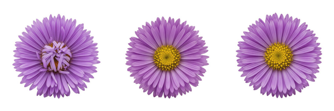 Three vibrant purple aster flowers with yellow centers isolated on a clean white background set.