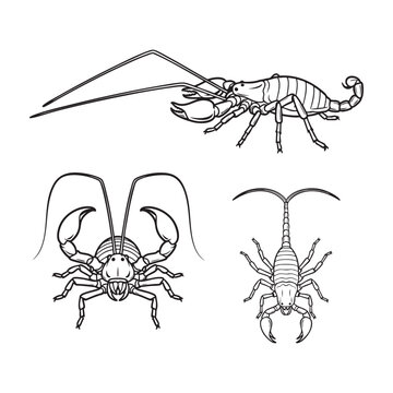 Whip Scorpion Vinegaroon Claw Three View Bold Line Art Vector Design