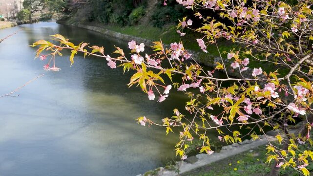Pink Cherry Blossoms Blooming Over a Castle Moat in Kanazawa Japan