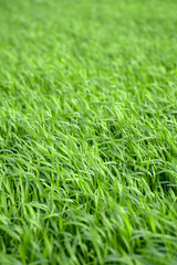 Fototapeta premium Green lawn with Grass. Field of green Grass. Grass texture. Grass wallpaper.