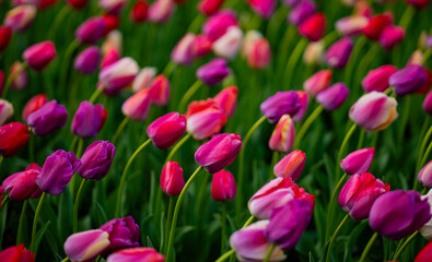 Fototapeta premium Floral background with multicolored tulips. Multicolored tulips natural paint background. Spring meadow full of tulip flowers. Tulips spring background. Colorful flower field with tulips in spring.