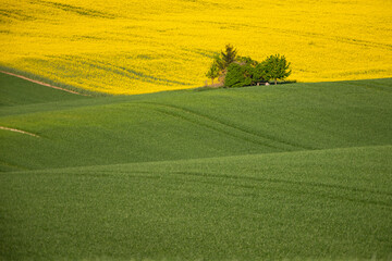 Fototapeta premium Gorgeous rural landscape with green sunny spring hills. South Moravia region, Czech Republic