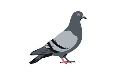 Fototapeta premium Gray Pigeon Bird Closeup Side View.