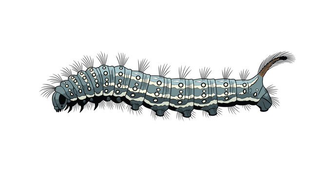 Detailed illustration of a long hairy caterpillar with blue, gray, and white stripes and spots on its segmented body.
