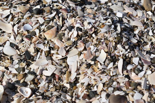 Background of many small broken sea shells on beach.