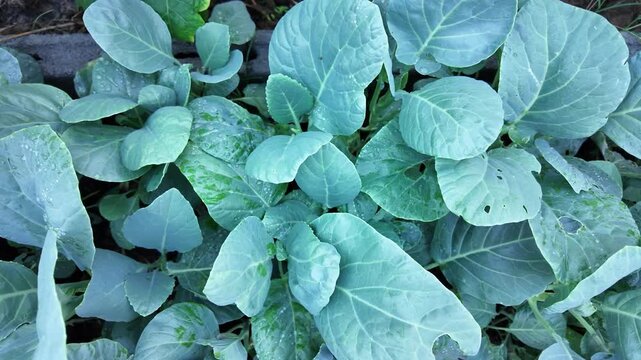 Lush green cabbage leaves showcase vibrant texture and healthy growth in garden, reflecting beauty of nature and vitality of this vegetable plants foliage.
