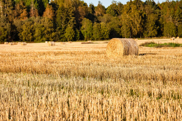 Fototapeta premium A serene autumn landscape featuring golden hay bales scattered across a stubble field after harvest, backed by lush trees. Space is available for text overlay.