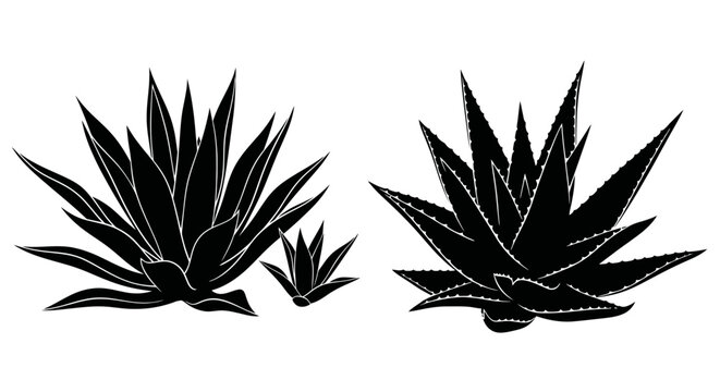 Agave Plant Silhouette - Vector Art