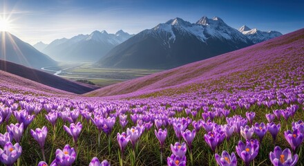 Fototapeta premium Vibrant purple crocus flowers in full bloom with snowcapped mountain backdrop petals