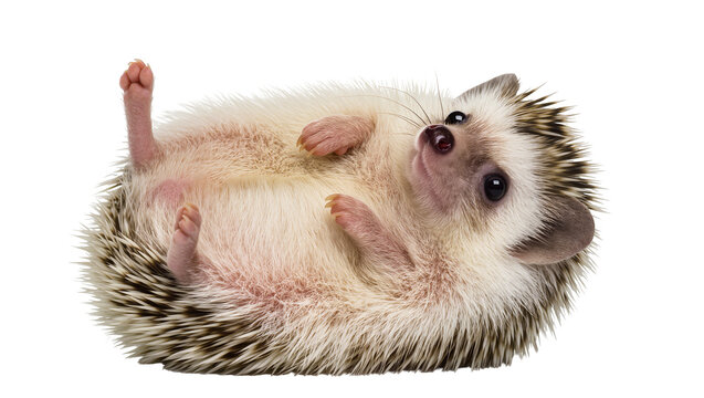 Small spiky hedgehog on its back soft white belly tiny pink paws up, isolated on transparent background