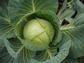 Obraz premium Fresh green cabbage growing in garden, organic vegetable head with water droplets, raw cabbage plant in soil, healthy agriculture and farming