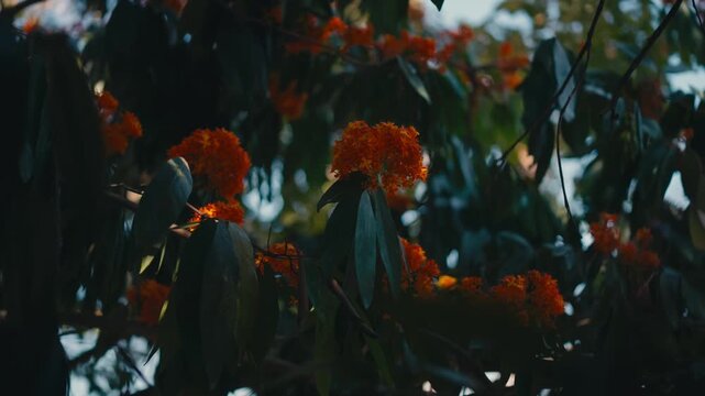 Tropical Saraca indica tree branches showing vibrant orange blossoms among green foliage