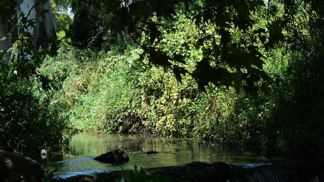 Calm river in shade with sunlight filtering through dense trees.