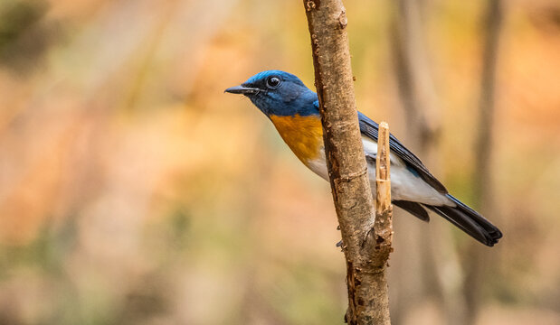 Blue-throated blue flycatcher resting peacefully, showcasing vibrant blue plumage against a warm and blurred woodland backdrop