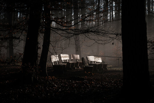 Morgens im Friedwald