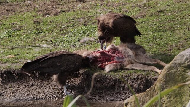 Hooded vultures feed on a carcass on the bank of a river.