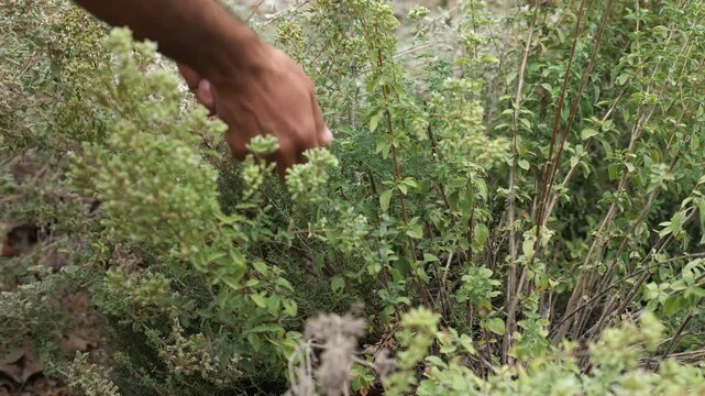 Close-up of hand picking wild herbs near Nahal Hermon river.
