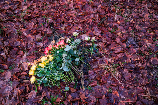 Morgens im Friedwald