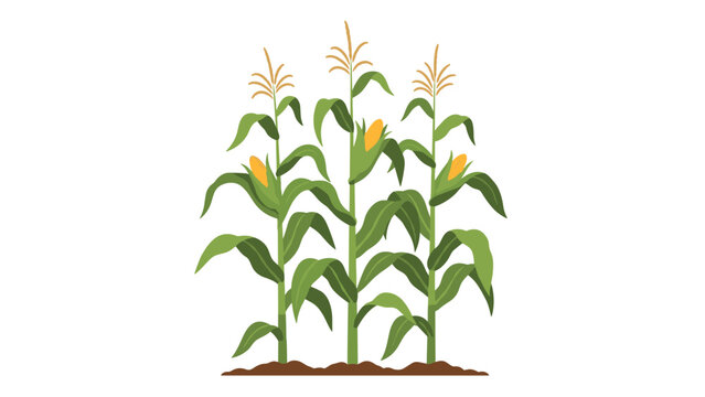 Rows of healthy corn plants growing in a fertile field with golden cobs visible among long green leaves and stalks.