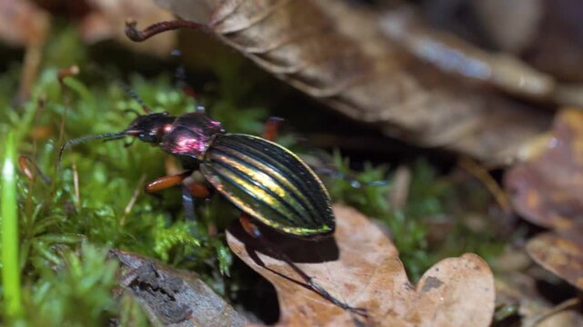 Shiny Carabus Auratus Beetle Crossing Damp Moss And Soil Revealing Iridescent Shell And Active Movement Macro Ground Level Shot