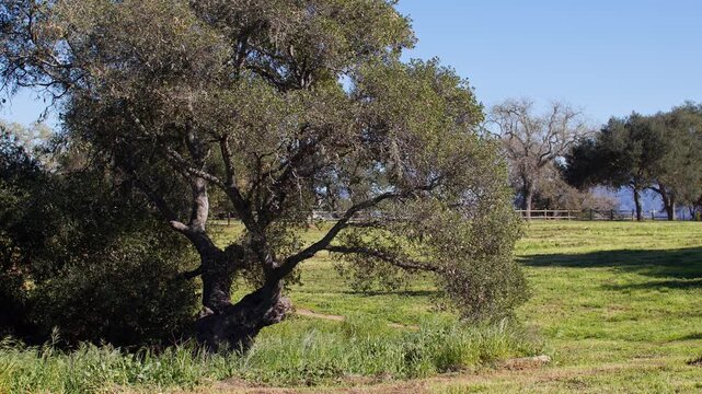 Serene view of oak tree in lush field, Cachuma Lake, California