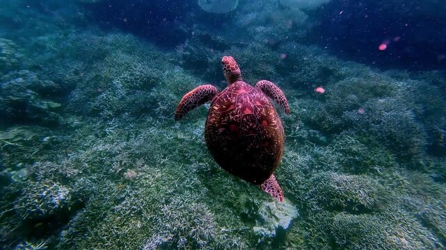 Dreamy underwater scene of a lone green sea turtle with a missing hind flipper ascending near the water surface bathe in dappled sunlight. Dauin, Negros Oriental, Philippines
