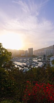 High-angle view of Aberdeen Harbour marina. Golden sunset over Hong Kong skyline. Luxury yachts and residential towers. Lush foreground flowers Vertical.